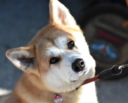 japan-akita-pic2
